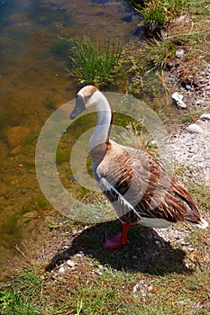 Brown and White Goose