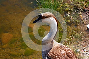 Brown and White Goose