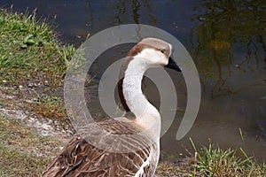 Brown and White Goose