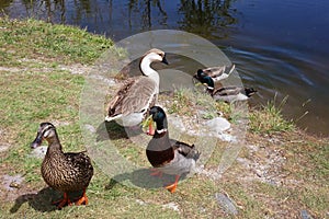 Brown and White Goose