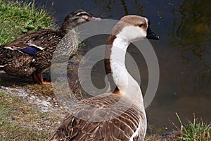 Brown and White Goose