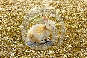 Brown and white and gray rabbit sitting on the ground