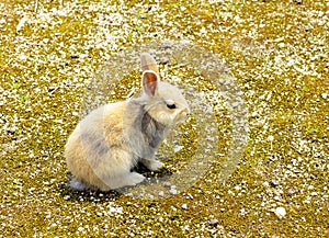 Brown and white and gray rabbit sitting on the ground