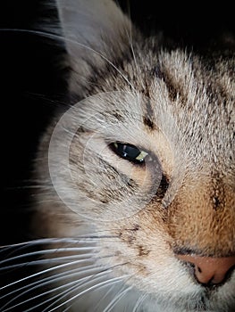 Brown, white, grey and black detail on a cat face against a black background