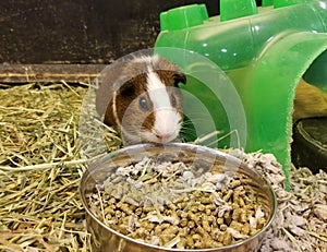 A brown and white guinea pig in front of a bowl of food