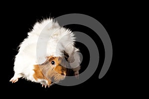 Brown and White Guinea Pig Isolated on Black