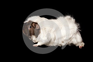 Brown and White Guinea Pig Isolated on Black
