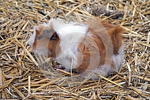 Brown and white guinea pig - pet animal