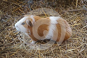 Brown and white guinea pig - pet animal