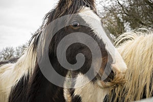 Brown and white gypsy horse eye and head close up in Grantham,Uk.