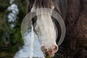 Brown and white Gypsy Vanner horse head portrait