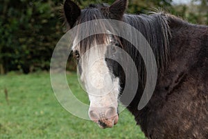 Brown and white Gypsy Vanner horse head portrait