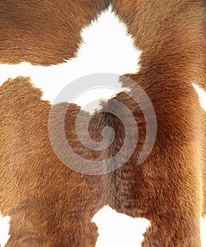 Brown and white hair cowskin photo