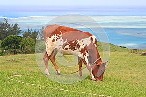 Brown and white heifer eating grass