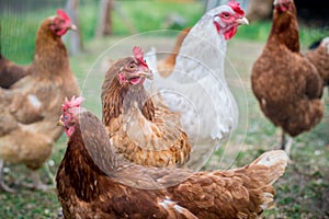 Brown and white hens outdoors