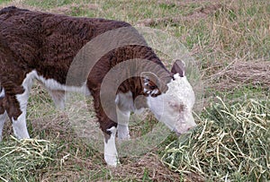 Brown and white hereford calf