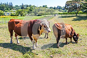 A brown and white hereford cows grazing on pasture