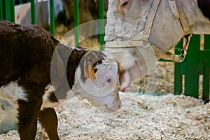 Brown and white Holstein cow at agricultural animal exhibition, trade show