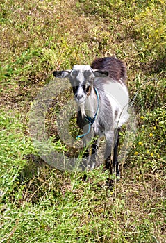 Brown and white hornless village goat grazing on a meadow