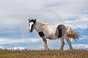 Brown and White Horse with Blue Sky