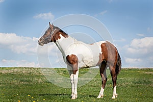 Brown and white horse