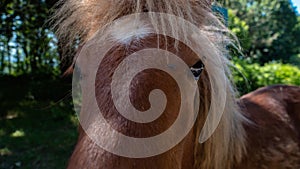 Brown and white horse head, black eyes, green field-closeup