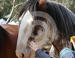 Brown and white horse head with unusual blue eye, caress in hands, child's hand stroking the animal