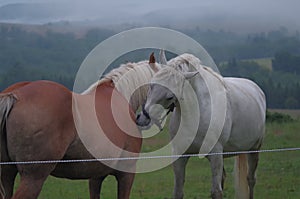 Friendship between two horses