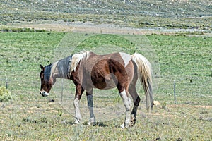 Brown and white horse at Kromrivier Cederberg Park