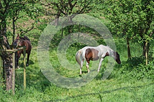 Brown white horse in a pasture