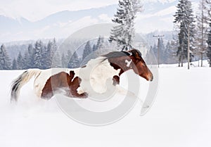 Brown and white horse running in deep snow, trees and mountains background