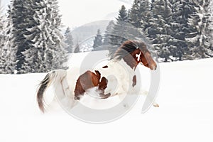 Hnědý a bílý kůň, plemeno slovenský teplokrevník, běh na sněhu, rozmazané stromy a hory v pozadí