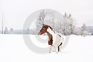 Brown and white horse slovak warmblood breed on snow covered field in winter, blurred tree background