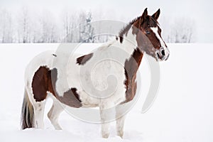 Brown and white horse standing in snow, winter landscape with blurred trees behind her