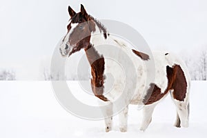 Brown and white horse standing in winter, her face covered with snow from playing on the ground, overcast sky and trees background