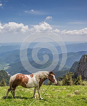 Brown and white horse at the top of Ceahlau mountain range