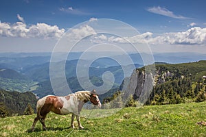 Brown and white horse at the top of Ceahlau mountain range