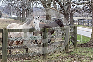 Brown and white horses in a paddock