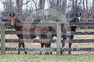 Brown and white horses in a paddock