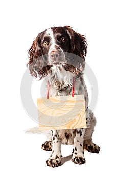 Brown-white hunting dog with signs on white