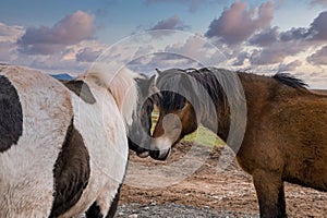 Brown and white Icelandic horses standing on field against sky at sunset