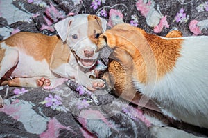 Brown and white Jack Russel and Pitbull terrier puppy dog playing