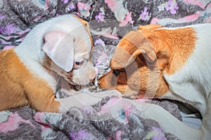 Brown and white Jack Russel and Pitbull terrier puppy dog playing