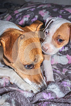 Brown and white Jack Russel and Pitbull terrier puppy dog playing