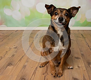 brown and white jack russell chihuahua mix sitting smiling portrait