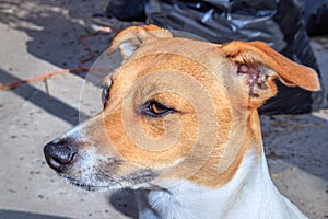 Brown and white Jack Russell terrier dog, Cape Town