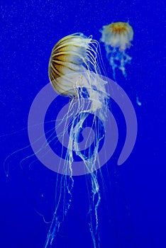 Brown and white jellyfish in front of a blue background