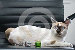 Brown and white kitten on black chair