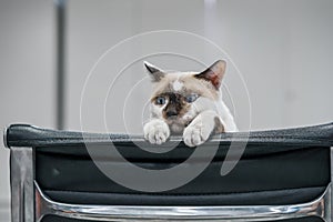 Brown and white kitten on black chair