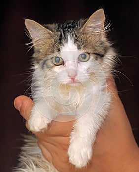 Brown and white kitten norwegian forest portrait